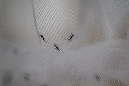 Mosquitos en Buenos Aires, Argentina, 2024