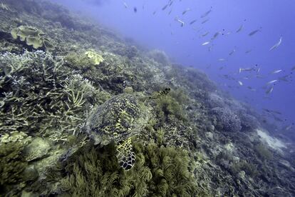 sea australia