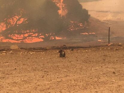 Un koala huye de un incendio forestal en la isla Canguro el 9 de enero.