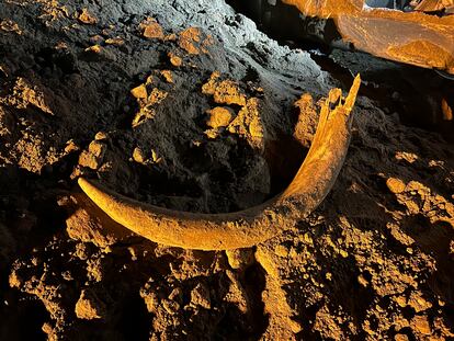 In this image provided by Coleman Fredricks, coal miners unearthed a mammoth tusk in May 2023 at the Freedom Mine near Beulah, N.D.