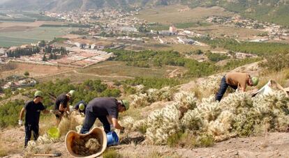 Eliminación de un cactus mexicano en la sierra de Orihuela.