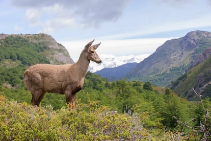 Una hembra adulta en el parque nacional Torres del Paine.