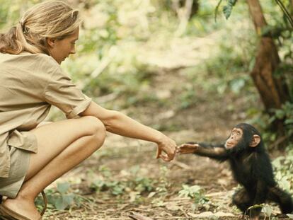 A primatóloga Jane Goodall.
