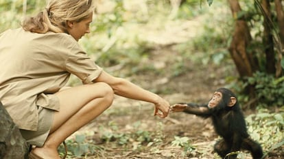 A primatóloga Jane Goodall.