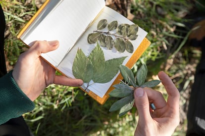 El biólogo muestra las ramas y las hojas secas que guarda en su libreta.