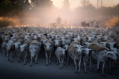 Pastores trashumantes Jaén