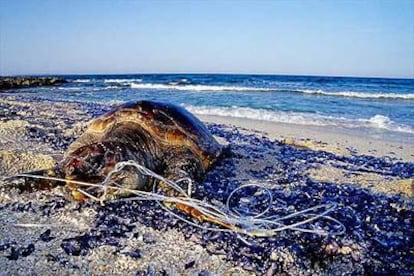 Los anzuelos de pesca son los principales enemigos de las tortugas que llegan a las playas.