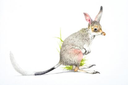 'Bandicoot' (roedor australiano).