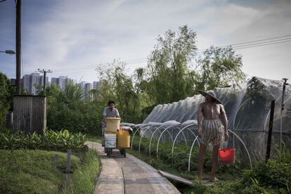 Como hace cada día, el campesino Chiho va a Fanling para recoger de restaurantes y tiendas los cerca de 100 kilos de desechos organicos que usa para hacer el compost para la granja comunitaria.