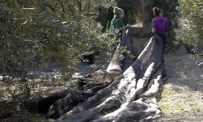 Mujeres trabajando en la eecolección de la aceituna en Jaén