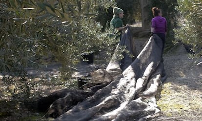 Mujeres trabajando en la eecolecci&oacute;n de la aceituna en Ja&eacute;n