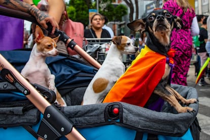 Algunos asistentes acudieron a marchar con sus animales de compañía. 