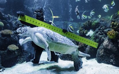 Un buzo mide a la tortuga 'Speedy', durante un inventario en el acuario SeaLife de Timmendorfer Strand (Alemania).