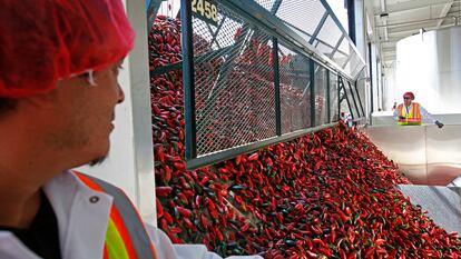 Un camión descarga chiles rojos en la fábrica de Huy Fong Foods, en Irwindale, California.