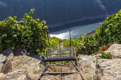 Así llamada por la compleja orografía a la que se enfrentan los viticultores en esta región, cuyas extensiones de viñedos salpican los escuetos e inclinados paños de terreno que conceden los cañones fluviales de la Ribeira Sacra (algunos rozan los 40 grados de inclinación), la vendimia heroica es, entre los meses de septiembre y octubre, uno de los grandes atractivos visuales y enológicos de la región. Después de contemplar los aterrazados bancales de vides desde el barco —algunos de ellos tan escarpados que solo son accesibles desde el agua—, se puede rematar la experiencia visitando alguna de las bodegas de la zona para conocer, más de cerca, las peculiaridades de la labor vitivinícola en estos paisajes, que es totalmente artesanal exceptuando el empleo, de forma puntual, de carriles (en la foto) para el traslado de las cajas repletas de uvas. Más información: <a href="https://turismo.ribeirasacra.org/es/visitas-a-bodegas" target="">turismo.ribeirasacra.org</a>