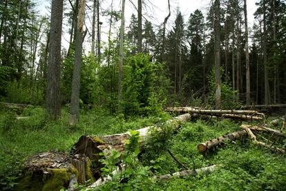 Zona afectada por la tala en el bosque de Bialowieza (Polonia).