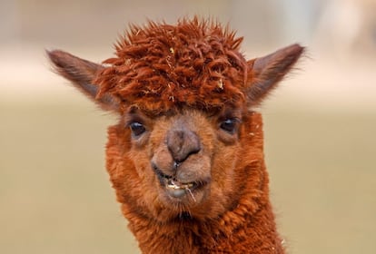 Una alpaca en el zoo Wilhema de Stuttgart (Alemania).