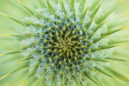 ¿Puede el cardo con su fama incómoda dar sensación de suavidad?<br><br><i>Los fotógrafos de naturaleza estamos acostumbrados a estar siempre al aire libre durante días visitando espacios alrededor del mundo y buscando los lugares más prístinos y las especies más escasas. Pero en marzo de 2020 todo cambió. Mis salidas y aventuras se limitaron a un pedazo de tierra en el que desde hace tres años tengo para mi autoabastecimiento árboles frutales, desde ciruelos hasta membrillos, además de colmenas con abejas que me surten de miel.</i><br>