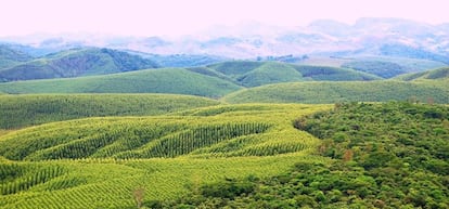 Imagen de las plantaciones forestales brasile&ntilde;as.