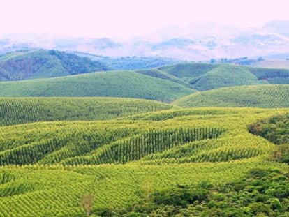 Imagen de las plantaciones forestales brasile&ntilde;as.