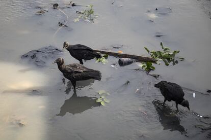 Cuando se camina cerca a los desagües, que están allí sin que las autoridades los cierren o traten el agua que vierten, los gallinazos abundan.