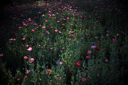 Vista de las flores de amapola.
