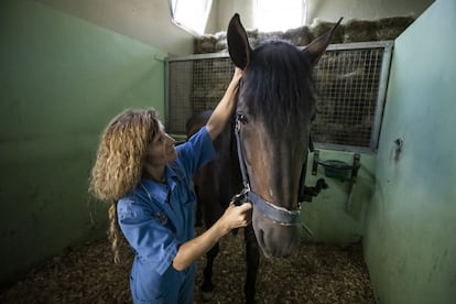 “El veterinario, eso no lo niego, tiene que formarse tras el grado en fisioterapia animal, pero como tiene que hacer un máster en seguridad alimentaria si quiere trabajar en la industria alimentaria”, argumenta Consuelo Serres, directora del hospital veterinario de la Complutense.