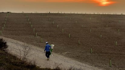 Plantaci&oacute;n de pistachos en la comarca del Urgell. 