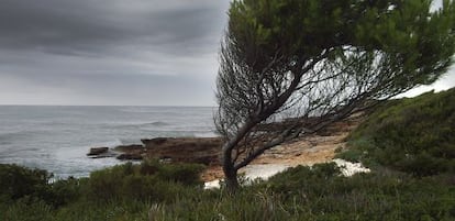 Un &aacute;rbol retorcido por la fuerza del viento, junto al mar en la Serra d&rsquo;Irta.