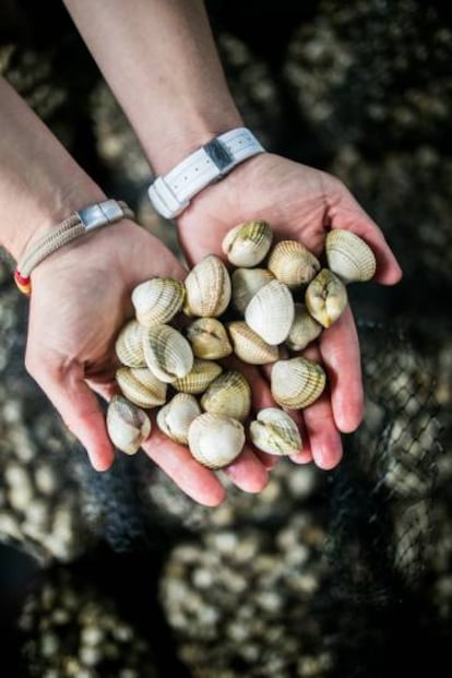 La ría de Muros y Noia es el principal productor de berberechos del mundo.