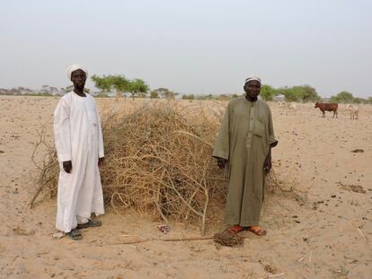 En estas estructuras realizadas con cañas, los pastores guardan alimento y otros útiles. A la derecha, Mahamat Hissein, líder del grupo y vicepresidente de la Federación de Pastores del Lago Chad.