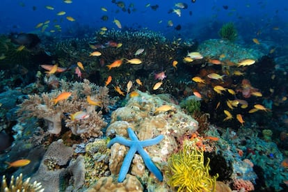 La reserva marina de la isla de Apo (en la foto) conforma el mayor arrecife de tipo atolón de Filipinas. Sus aguas transparentes rebosan de vida, con 285 especies de peces y 197 de corales. Es el único sitio de fácil acceso del país donde tanto buceadores como submarinistas tienen casi garantizado ver tiburones martillo, tiburones ballena o rayas gigantes.