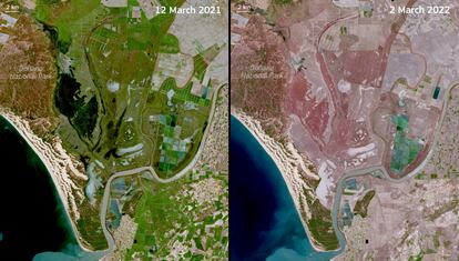 Imágenes de satélite del 12 de marzo de 2021 (izquierda) y el 2 de marzo de 2022 (derecha) del parque de Doñana, en Huelva. La imagen de la izquierda muestra la vegetación en plena floración mientras que un año después la misma zona está falta de agua y de vegetación por la sequía.