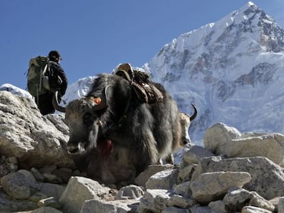 Dois iaques junto a um alpinista no Everest.