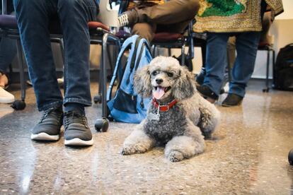 Un perro junto a su dueño en un aula de la costarricense Universidad Latinoamericana de Ciencia y Tecnología