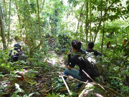 El equipo de Alicia Solana rastrea huellas de elefante en la selva de Malasia.