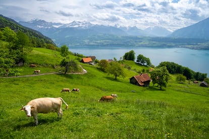Vacas suizas pastando en un prado alpino a orillas del lago Thun. 