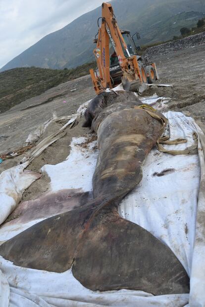 El animal quedó varado en la playa.