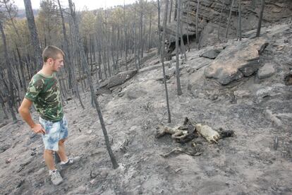 Un joven observa una de las cabras calcinadas un mes después del incendio forestal que arrasó el Alto Tajo en julio de 2005.