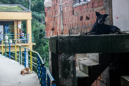 Muchos perros deambulan por las callejuelas de la favela, en este caso, a pocos metros de donde se coge el “bondinho” (montacargas) usado por sus habitantes. 