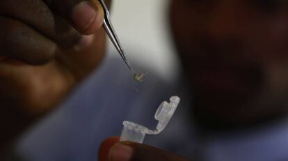 El mosquito anopheles es el vector de la malaria. 