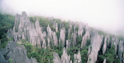 Panorámica de los Pináculos, las formaciones rocosas de hasta 45 m que emergen de la selva en el Parque Nacional de Gunung Mulu, en Borneo.