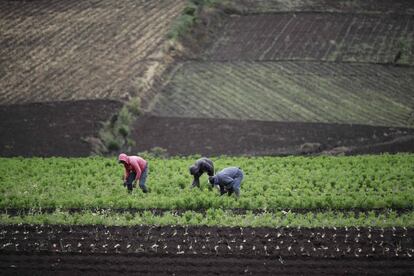 El gobierno, aprovechando dicha situación, lanzó el pasado mes de septiembre 40.000 puestos de trabajo en el sector agrícola.