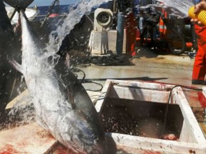 Un pescador limpia dos atunes tras ser sacados de la piscina de red de la almadraba, en Zahara (C&aacute;diz).