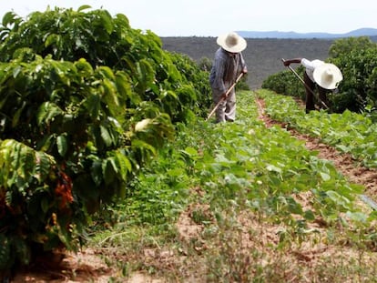 Trabalhadores rurais na Bahia, neste ano.