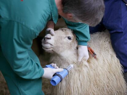 Un veterinario vacuna a una oveja.