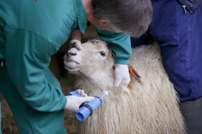 Un veterinario vacuna a una oveja.