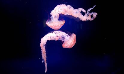 Dois medusas no acuario de Paris.