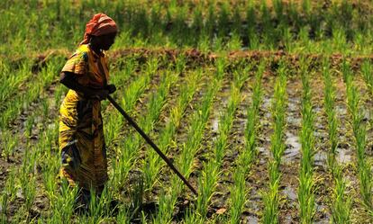 Una mujer en una proyecto de cultivo de arroz adaptado al cambio climático en Kirkoka (Tanzania).