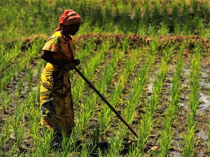 Una mujer en una proyecto de cultivo de arroz adaptado al cambio climático en Kirkoka (Tanzania).